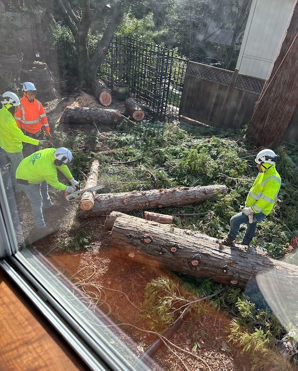 Tree Logs Removal Sacramento Tree Service | M&B Tree Solution | M&B Tree Solution Inc